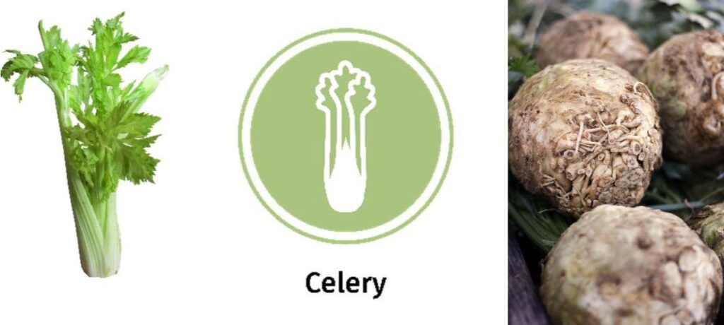 The 14 Allergens: Images of celery, the celery allergen icon and some celeriac.