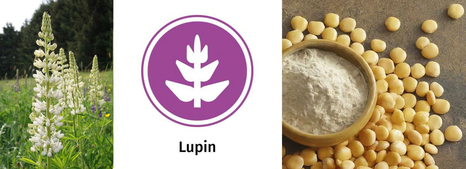The 14 Allergens: Images of lupins and the lupin allergy icon.