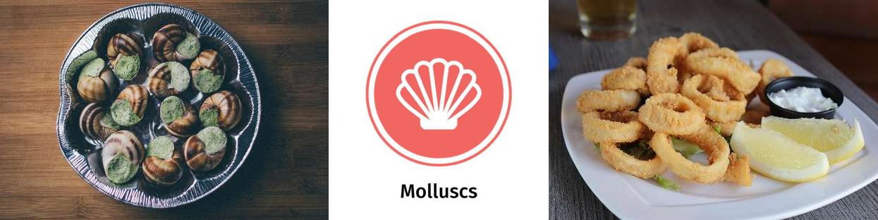 The 14 Allergens: Images of molluscs and the molluscs allergy icon.