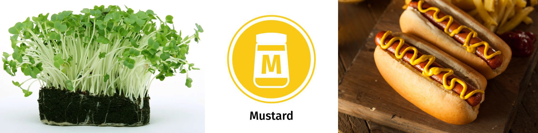 The 14 Allergens: Images of mustard and cress, mustard on hot dogs and the mustard allergy icon.